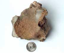 Opal with half dollar to show size